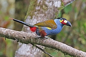 Plate-billed mountain toucan