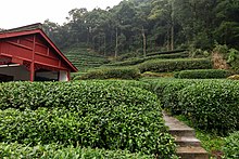 Longjing tea