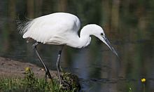 Egretta garzetta