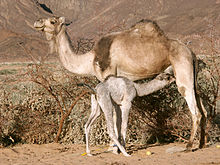 Camelus