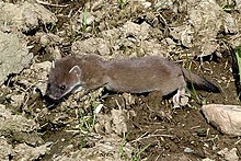 Stoat, Ermine, Short-tailed Weasel