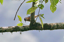 Beautiful nuthatch