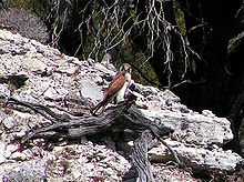 Nankeen kestrel