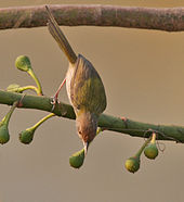 Common tailorbird