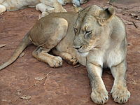 West African lion