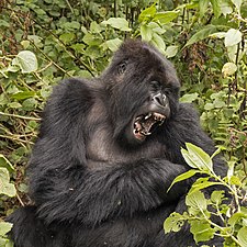 Gorilla beringei beringei