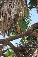Palm-nut vulture