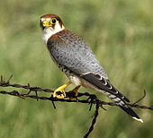 Red-necked falcon