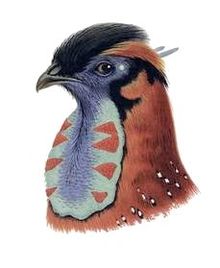 Tragopan satyre