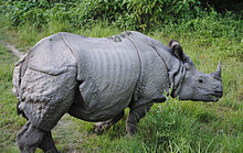 Great Indian One-horned Rhinoceros