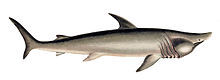 Requin pèlerin