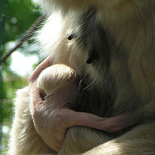 Südlicher Gelbwangengibbon