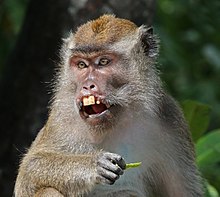 Crab-eating (Long-tailed) Macaque