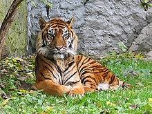 Sumatra-Tiger