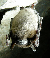 Little Brown Bat (Myotis)
