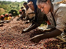 Caféiculture en Éthiopie