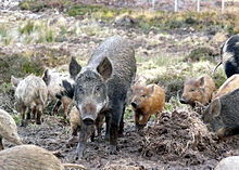 Wild Boar, Pig, Hog