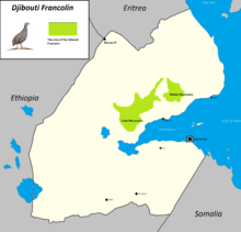 Djibouti francolin