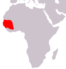 Babouin de Guinée