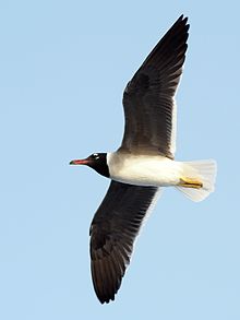 White-eyed gull