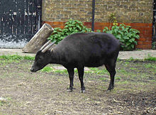 Mountain Anoa