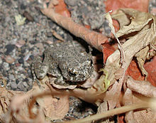 Arroyo toad