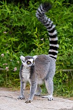 Ring-tailed lemur