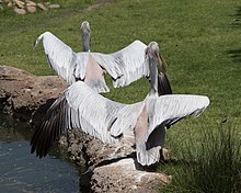 Pink-backed pelican