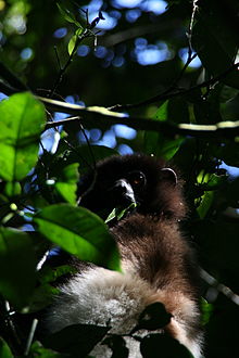 Milne-Edwards' sifaka