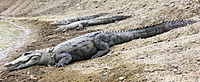 Mugger crocodile