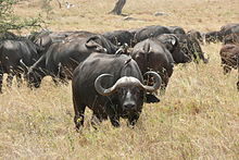 Cape (African) Buffalo, Bushcow