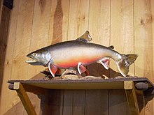 Arctic char