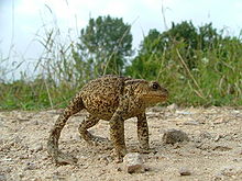 Common European Toad