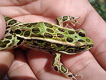 Northern leopard frog