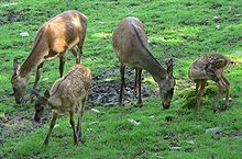 Red Deer, Elk, Hangul, Maral, Wapiti