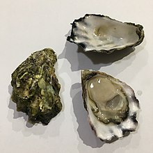 Sydney rock oyster
