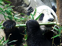 Panda géant