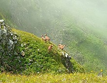 Westkaukasischer Steinbock