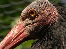 Northern bald ibis