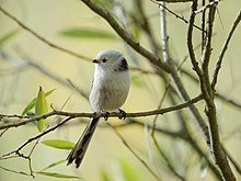 Long-tailed tit