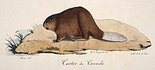 Castor du Canada