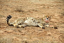 Gepard azjatycki