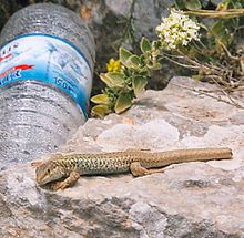 Aegean Wall Lizard