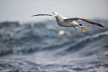 Albatros hurleur