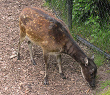 Visayan spotted deer