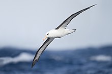 Black-browed albatross