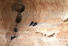 Smugówka malgaska