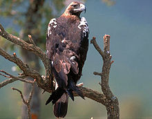 Spanish imperial eagle