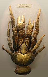 Crabe de cocotier