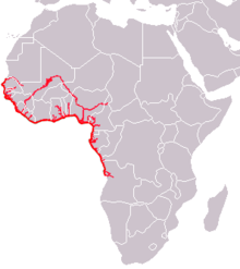 Afrikanischer Manati